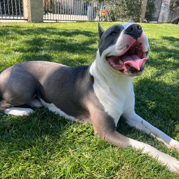 Meet your Posher, Maggie - Picture 2 of 3